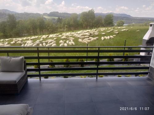 a view of a herd of sheep grazing on a field at OSADA Rokicie in Kluszkowce