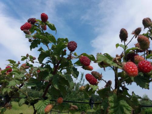 a bunch of raspberries growing on a tree at In de 7e Hemel in Grashoek