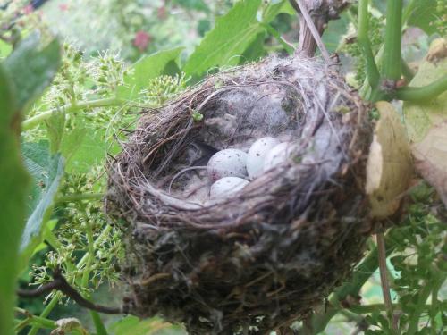 a nest of bird eggs in a tree at In de 7e Hemel in Grashoek