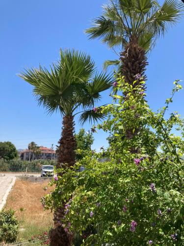 two palm trees in a field with flowers at Olimpia Hotel in Fethiye
