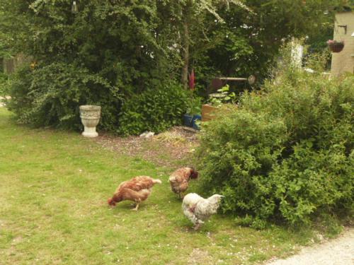 three chickens standing in the grass near a bush at Twin Oaks Guest House in Cadnam
