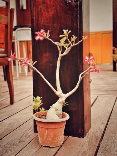 a plant in a pot sitting on a wooden floor at Casa Mara Dakar in Dakar