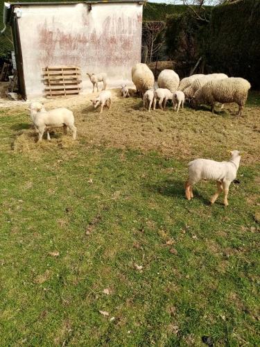 a herd of sheep grazing in a field of grass at la Bergerie in Tréméreuc