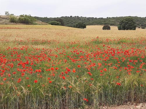 a field full of red flowers in a field at La Cachumba in Ruidera