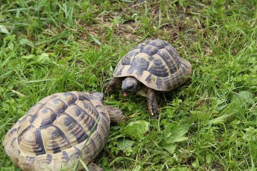 two turtles are sitting in the grass at Penzion Ida in Lenora