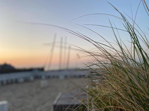 a view of a beach with some tall grass at Liberty in Blankenberge