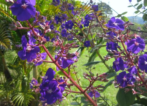 a bunch of purple flowers on a plant at Finca El Cielo in San Agustín