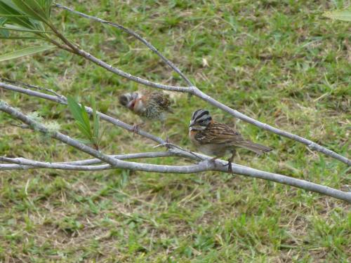 two birds are sitting on a tree branch at Finca El Cielo in San Agustín