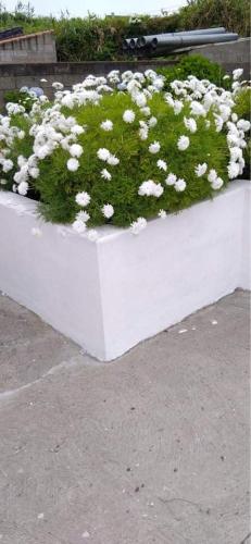 a white planter with white flowers in it at Casa Quinta das Férias in Ginetes