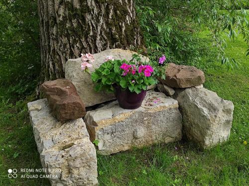 a potted plant sitting on rocks next to a tree at Gite de peupliers in Valdieu