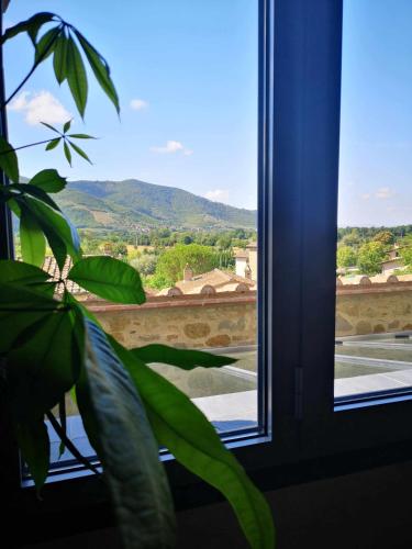 a window with a plant in a room with a view at Alba Morus Bed & Breakfast sentiti a casa nel cuo in Arezzo
