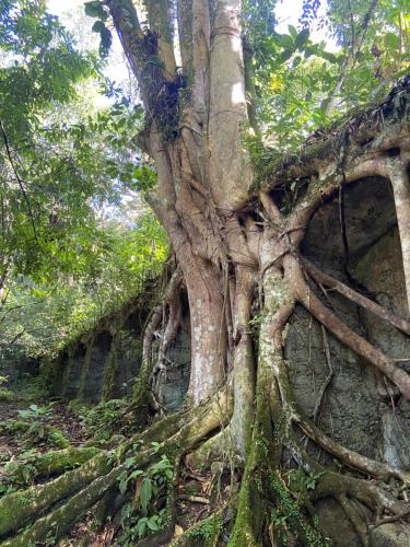 a tree growing on the side of a wall at Casa da Si Hostel in Ubatuba