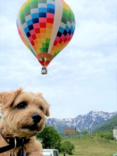 a dog standing in front of a hot air balloon at 白馬パウダーマウンテン in Hakuba