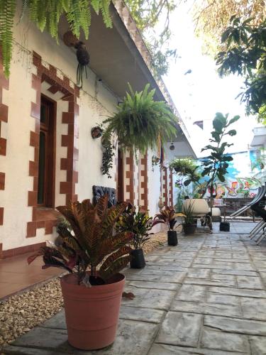 里奧韋爾迪的住宿－Hotel Boutique El Sueño del Coronel，建筑前种有盆栽植物的庭院
