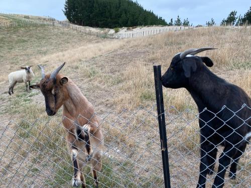 two goats standing behind a fence in a field at Paratu Farm Cottage in a quiet rural setting. in  Waipukurau