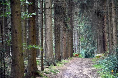 a dirt road through a forest with trees at Auberge A gen Kirk B&B in Vijlen