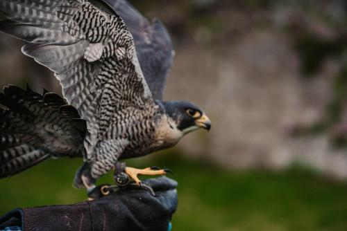 a person holding a falcon on their hand at Shieldaig Lodge Hotel in Gairloch