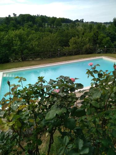 a view of a swimming pool from a plant at Fattoria di Rigone in Coltavolino