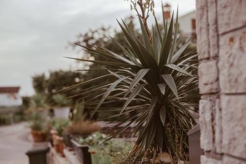 a potted plant on the side of a wall at Perla Apartments in Poreč