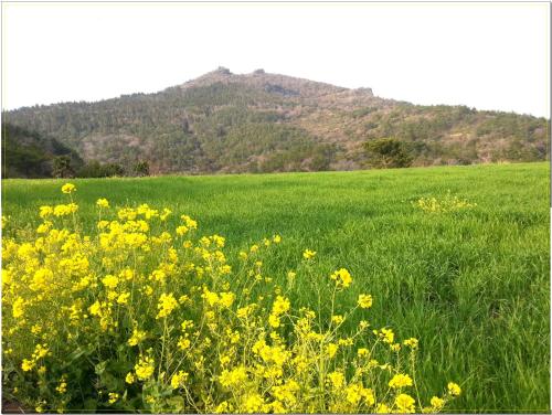 a field of yellow flowers in a green field at Jubilee Chalet in Seogwipo