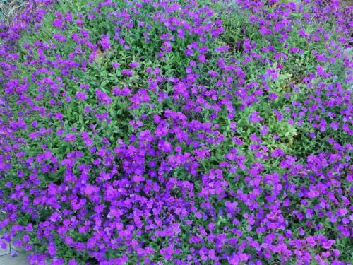 a bunch of purple flowers in a garden at Apartment Chalet am Reeti by Interhome in Grindelwald