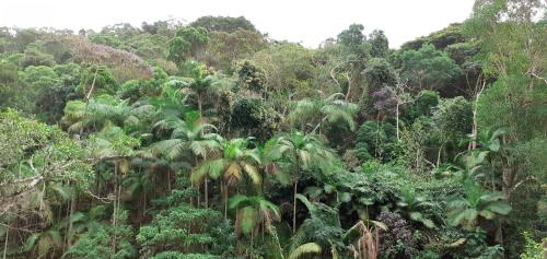 a lush green forest filled with lots of trees at Canto do Riacho Suites in Trindade