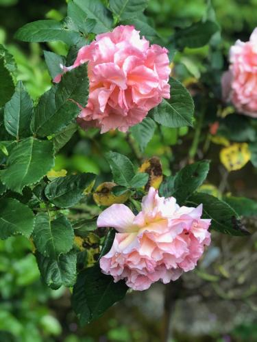 a bunch of pink flowers on a tree at Hotel La Croix De Vernuche in Varennes Vauzelles