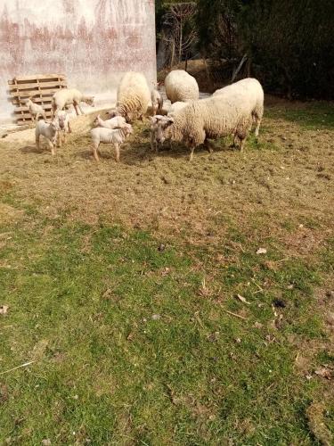 un troupeau d'ovins herbivores en champ dans l'établissement LA BERGERIE, à Tréméreuc