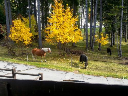 a group of horses grazing in a field with trees at Apartment Rustica by Interhome in Lenzerheide