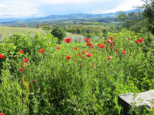 a field of red flowers in a green field at Gîte de l'Oursonnière in Saint-Laurent-dʼOingt
