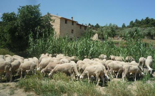 a herd of sheep grazing in a field of grass at Hort de L'Aubert in Cretas