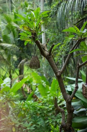 a branch of a tree with a coconut hanging from it at Sebatu Tulen Villa in Tegalalang