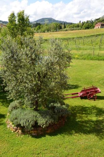 a tree sitting in a field next to a bench at Agriturismo Al Podere Di Rosa in Sant' Alessio