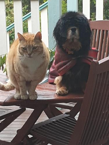 a cat and a dog sitting on a bench at Astley Cottage in Daylesford