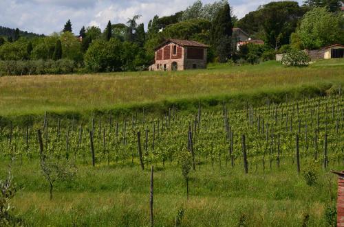 a field of vines with a house in the background at Agriturismo Al Podere Di Rosa in Sant' Alessio