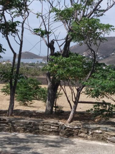 a monkey sitting on top of a tree at Ακροδεα in Áno Gávrion