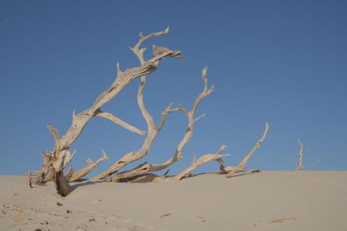 a tree in the sand in the desert at Casa vacanze Sardegna " Tzia Maurissia " in Teulada