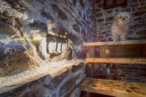 a dog sitting on a shelf in a room with a fireplace at Djurdjevina Family Farm in Kolašin