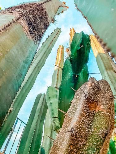 a reflection of a cactus and an umbrella in the water at Hotel Boutique Santo Cuervo in Bernal