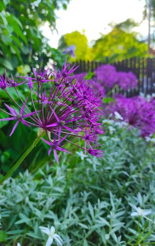 a bunch of purple flowers in a garden at Śnieżka in Krosno