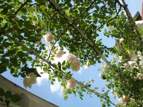 a tree with white flowers in the sky at La Casa di Linda in Mirano