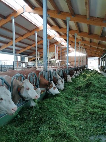 a group of cows in a barn eating hay at Woferlhof, Ferienhof Boxhorn in Böbrach