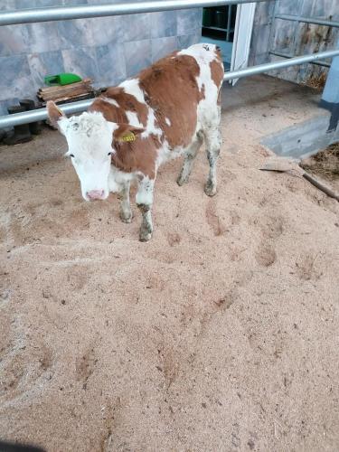 a brown and white cow standing in the dirt at Woferlhof, Ferienhof Boxhorn in Böbrach