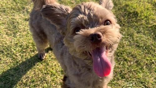 a dog with its tongue out standing in the grass at THE LANG HOTEL Hakata in Fukuoka