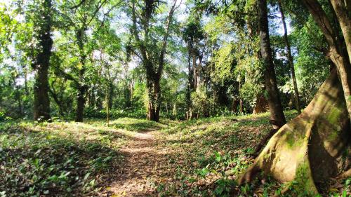 a forest with trees and a dirt trail at Gran Gavilán del Sarapiquí Lodge in Sarapiquí