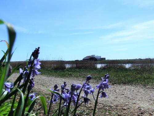 a bunch of purple flowers in front of a body of water at THE HIDEAWAY - LUXURY SELF CATERING COASTAL APARTMENT with PRIVATE ENTRANCE & KEY BOX ENTRY JUST A FEW MINUTES WALK TO THE BEACH, SOLENT WAY WALK, SHOPS and many EATERIES & BARS - FREE OFF ROAD PARKING,FULL KITCHEN, LOUNGE,BEDROOM , BATHROOM & WI-FI in Lymington