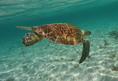 a green sea turtle swimming in the water at Studio COEUR PASSION VUE MER charme et standing in Saint-François