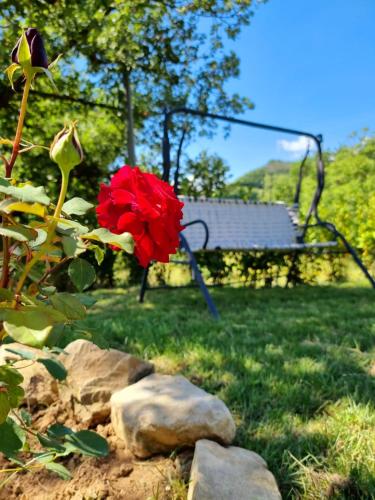 a red rose sitting on top of a yard at Casa Vacanze Gli Allori in Venarotta