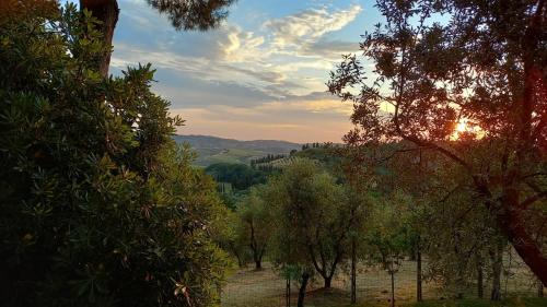 a forest of trees with the sun setting in the background at PietraMilia in Terricciola