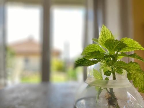 a green plant in a glass vase on a table at Apartmenthaus Lütt Meer in Ludorf